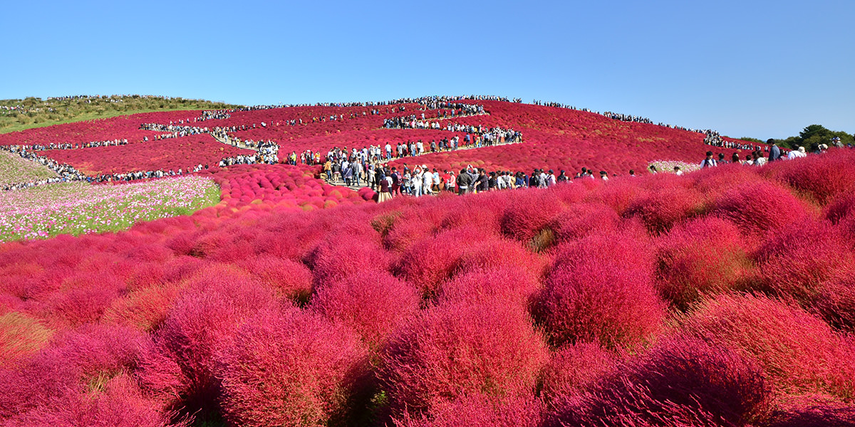 あお木の会会員旅行 真赤な絨毯コキアと那珂湊 総合葬祭あおき